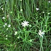 Stellaria nemorum L.<br />Caryophillaceae<br /><br />Centocchio dei boschi<br />Stellaire des bois<br />Hain-Sternmiere 