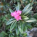 Rhododendron ferrugineum L. 	<br />Ericaceae<br /><br />Rododendro rosso<br />Rhododendron ferrugineux <br />Rostblättrige Alpenrose <br />