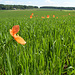 Klatschmohn-Idylle