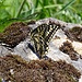 Schwalbenschwanz (Papilio machaon).