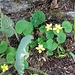 Viola biflora