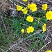 Potentilla