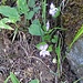 Violetta alpina labradorica
