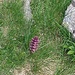L'iva piramidale  o bugola piramidale (nome scientifico Ajuga pyramidalis)
