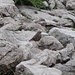 Alpenbraunelle (Prunella collaris) [unser "Hochvogel" für heute ;-)]
