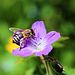 Zur Freude der Bienen und des Imkers
