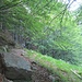 Molto bello il bosco di faggi che si percorre stando sempre alti sul torrente Bares.