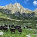 Arrivati all’Alpe (o Corte) d’Alterno, siamo stati circondati da un nutrito gruppo di capre che pensavano fossimo i pastori (che quando salgono portano loro il sale). Certo che quando arriveranno i lupi anche qui (che non sono distanti perché le valli svizzere dove sono presenti, sono qui vicino), queste forme di allevamento scompariranno… (foto Fabio)