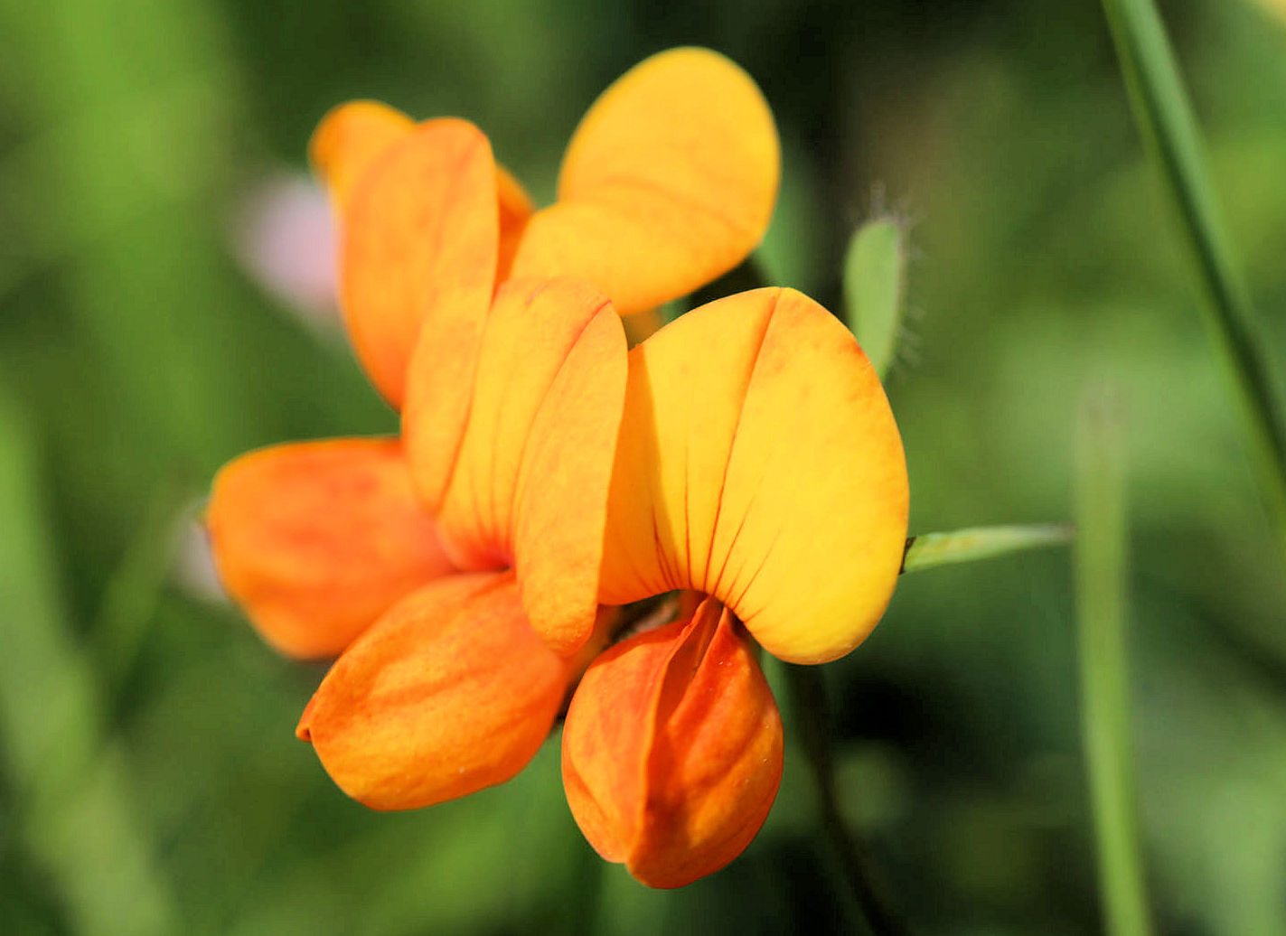 Hornklee Schmetterlingsblütler Fotos