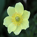 Anemone