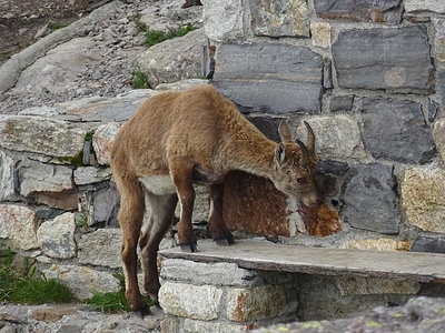 Presso Rifugio Benigni - Val Gerola - Italia