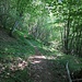 Der Steig leitet durch Mischwald bergauf.