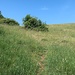 In der Wiese unterhalb des Vorgipfels verläuft sich der Steig zusehends.