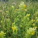 Der gelbe Klappertopf - sehr häufig vorkommende Pflanze in den Ellwiesen