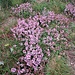 Thymus serpyllum aggr. 	<br />Lamiaceae<br /><br />Timo comune<br />Thym serpolet <br />Feld-Thymian, Quendel, Chölm <br />