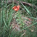 Lilium bulbiferum subsp. croceum (Chaix) Baker 	<br />Liliaceae<br /><br />Giglio bulbifero<br />Lis safrané <br />Bulbillenlose Feuerlilie 