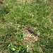 <br />Phyteuma betonicifolium Vill. 	<br />Campanulaceae<br /><br />Raponzolo montano<br />Raiponce à feuilles de bétoine <br />Betonienblättrige Rapunzel <br />