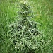 Cirsium vulgare (Savi) Ten. 	<br />Asteraceae<br /><br />Cardo asinino<br />Cirse commun <br />Lanzettblättrige Kratzdistel, Gemeine Kratzdistel 