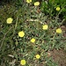 Hieracium pilosella L. 	<br />Asteraceae<br /><br />Sparviere pelosetto<br />Epervière piloselle <br />Langhaariges Habichtskraut <br />