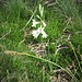 Paradisea liliastrum (L.) Bertol. 	<br />Asparagaceae<br /><br />Paradisia<br />Lis des Alpes, Paradisie <br />Weisse Trichterlilie, Paradieslilie <br />