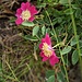Rosa pendulina L. 	<br />Rosaceae<br /><br />Rosa alpina<br />Rosier des Alpes <br />Alpen-Hagrose <br />