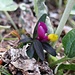 Mit knalligen Farben werden die Insekten angelockt.