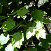 Licht und Schatten