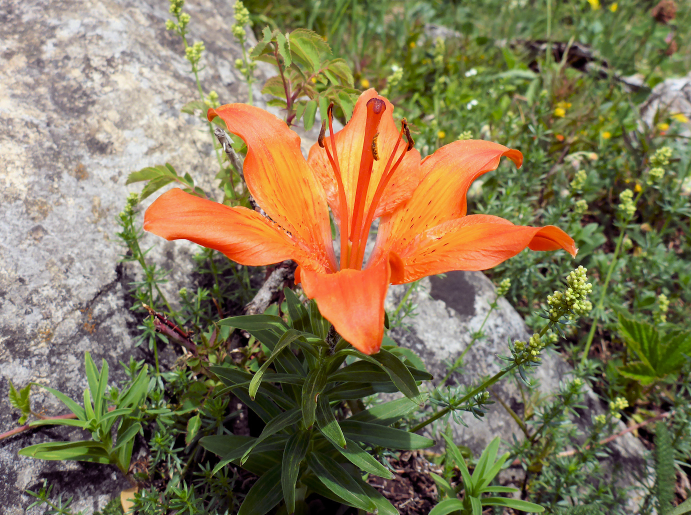 Feuerlilie Fotos