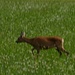Reh am Wegesrand
