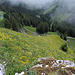 Südflanke des Klewenstocks: ein Alpenblumen-Paradies
