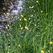 Der blütenreiche Juni ... hier mit Butterblumen.