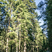 An diesem Weg können wir auch eine der größten Weißtannen des Nordschwarzwalds bewundern, die Franz-Oberle-Tanne. Sie ist stolze 41 m hoch (bei einem Umfang von 4,15 m) und ca. 250 Jahre alt. Vermutlich hat sie schon viele staunende Wanderer wie uns gesehen. Für ein Maßstabs-Foto stellt sich Amelie an den Fuß des Baums und umarmt ihn, fast verschwindend klein wirkt sie. (Klick -> rechts auf "Bild-Originalgröße").<br />Nicht zu verwechseln ist die Franz-Oberle-Tanne mit der sog. "Großen Tanne" (nach der auch das Gasthaus in Unterstmatt benannt ist). Diese steht ca. 2 km  nordöstlich von hier und ist noch höher.