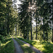 Der Bettelmannshaldenweg. Auf ihm ist winters die Bettelmannskopf-Loipe gespurt, die wir grad letzten Winter entlanggeglitten sind.