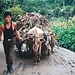 Ochsengespann einer weitgehend archaischen Landwirtschaft