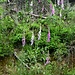 Fingerhut blüht zur Zeit überall im Wald