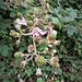 Rubus fruticosus aggr. 	<br />Rosaceae<br /><br />Rovo comune<br />Ronce commune <br />Echte Brombeere <br />
