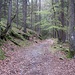 Entspannter Waldspaziergang am Rückweg.