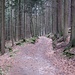 Im Wald geht es wieder zum Gaisweiher zurück.