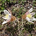 Frühlings-Kuhschelle (Pulsatilla vernalis). Von diesen schönen Blumen gab es noch stellenweise welche zu sehen.