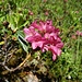 Alpenrose