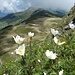 Kuhschellen in Blüte