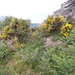 Ginestre in fiore