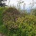 Symbiose: Heidelbeeren und Alpenrosen