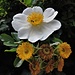 Rosa arvensis Huds. 	<br />Rosaceae<br /><br />Rosa cavallina<br />Rose des champs <br />Feld-Rose, Weisse Wildrose 