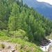 Abstieg entlang dem rauschenden Tomülbach im frischen, hellgrünen Lärchenwald