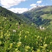 Blumenwiese mit gelbem Klappertopf, hinten grüsst das Zervreilahorn