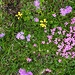 Alpsommer
