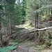 Ein einzelner Baum ist kein Problem.