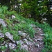 Im unteren Bereich des Waldpfads