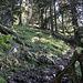 Oberer Teil des Waldpfads